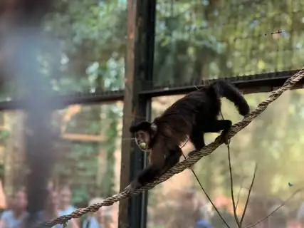 Nowy cykl edukacyjny w ZOO Nowy Tomyśl: kapucynki gwiazdami pierwszego spotkania