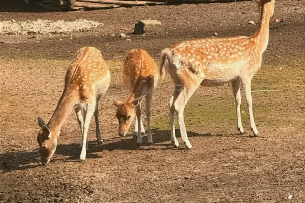Spotkanie edukacyjne w nowotomyskim ZOO – poznaj daniele z bliska