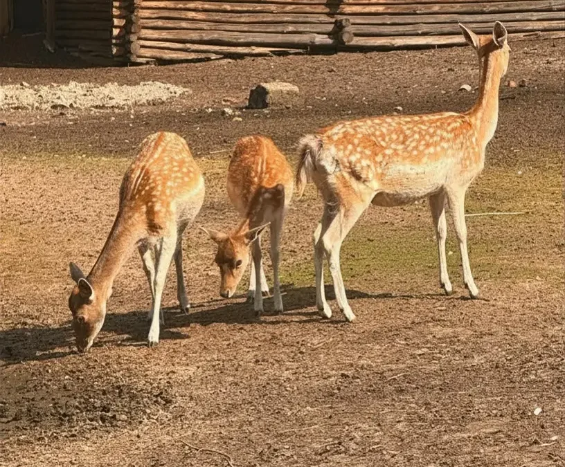 Spotkanie edukacyjne w nowotomyskim ZOO – poznaj daniele z bliska