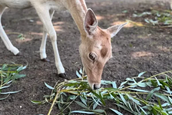 Spotkanie edukacyjne w nowotomyskim ZOO: daniele w roli głównej