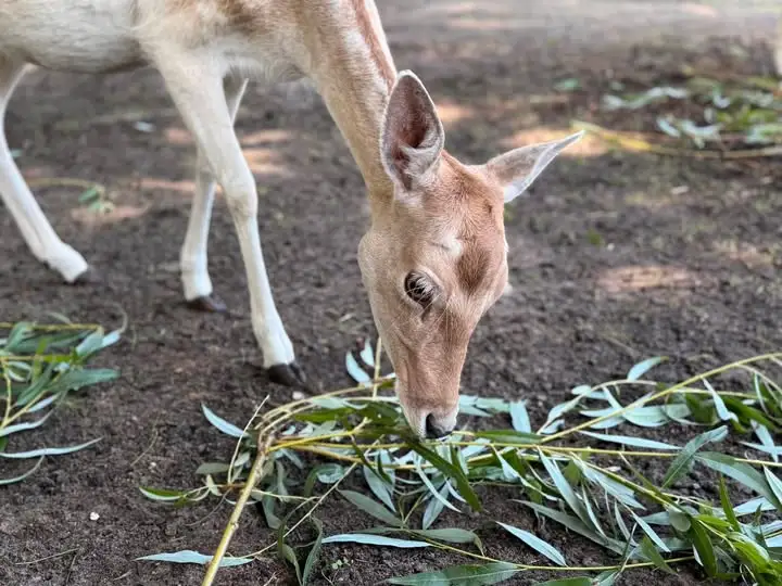 Spotkanie edukacyjne w nowotomyskim ZOO: daniele w roli głównej