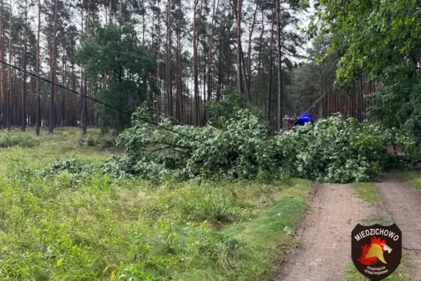 Alarm OSP Miedzichowo: powalone drzewo uszkodziło linię energetyczną