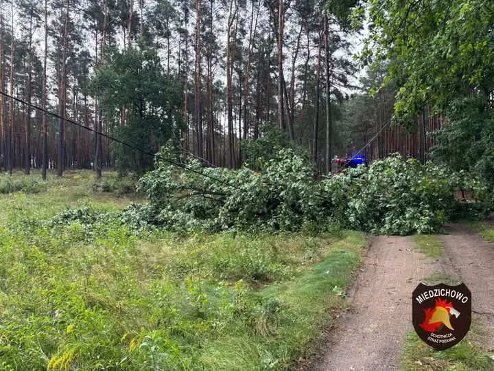 Alarm OSP Miedzichowo: powalone drzewo uszkodziło linię energetyczną